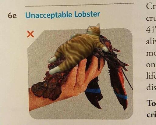 Picture out of a textbook labeled unacceptable lobster. The picture is of a hand holding a lobster with a cat in a food coma on top of the lobster