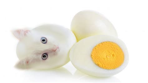 Picture of a cat boiled egg